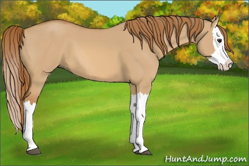 Horse Color:Red Dun Splash