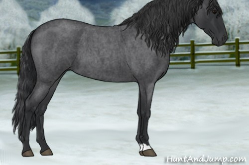 Horse Color:Blue Roan