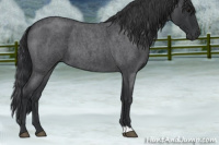 Horse Color:Blue Roan 