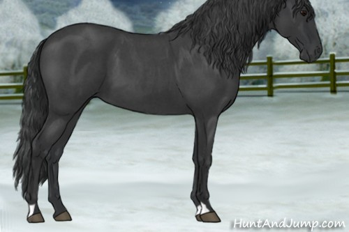 Horse Color:Blue Roan 
