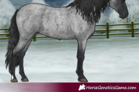 Horse Color:Blue Roan 
