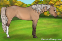 Horse Color:Silver Bay Dun