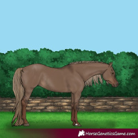 Horse Color:Liver Red Dun Rabicano 