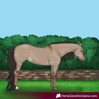 Horse Color:Liver Red Dun Rabicano 