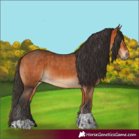 Horse Color:Bay  and Bay 