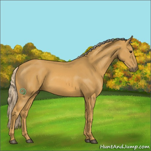 Horse Color:Palomino 