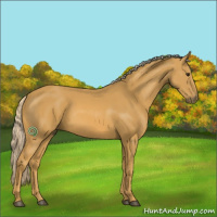 Horse Color:Palomino 