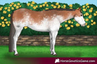 Horse Color:White Spotted Bay Sabino