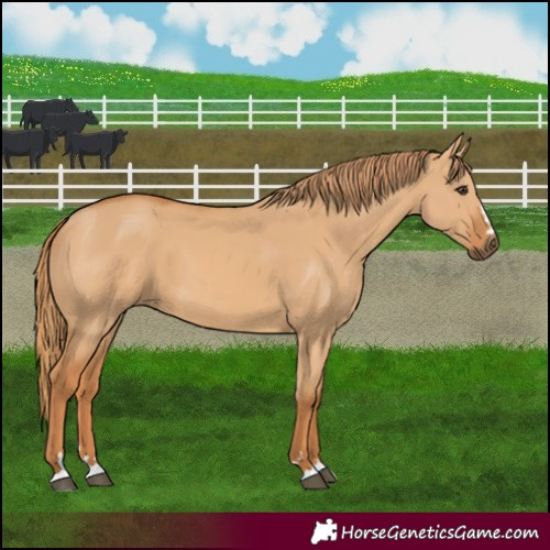 Horse Color:Red Dun 