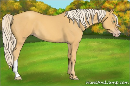 Horse Color:Gold Cream Champagne 