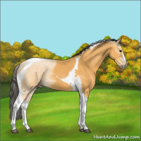 Horse Color:Buckskin Tobiano