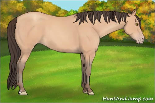 Horse Color:Amber Champagne