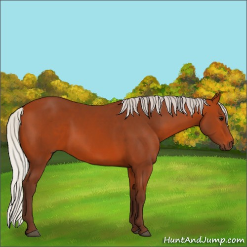 Horse Color:Silver Bay 
