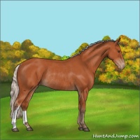 Horse Color:Silver Brown Appaloosa Rabicano 