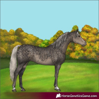 Horse Color:Silver Smoky Black 