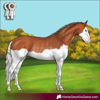 Horse Color:Silver Bay Splash Rabicano