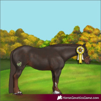 Horse Color:Liver Chestnut 