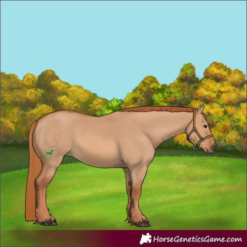 Horse Color:Red Dun