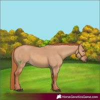 Horse Color:Red Dun 