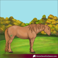 Horse Color:Chestnut 