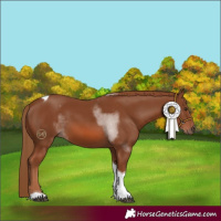 Horse Color:Chestnut Tobiano