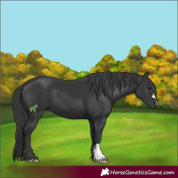 Horse Color:Black 