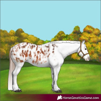 Horse Color:Bay Splash Tobiano Appaloosa and Bay Splash Tobiano Appaloosa