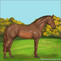 Horse Color:Chestnut 