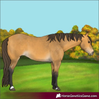Horse Color:Buckskin 