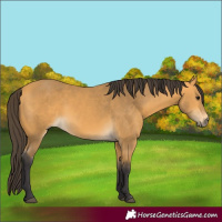 Horse Color:Buckskin 