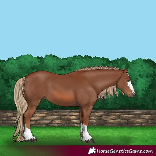 Horse Color:Chestnut 