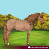 Horse Color:Red Roan