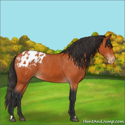 Horse Color:Bay Appaloosa 