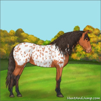 Horse Color:Bay Appaloosa 