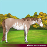 Horse Color:White Spotted Black Pearl Sabino