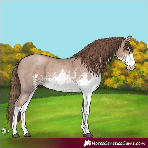 Horse Color:White Spotted Black Pearl Sabino 