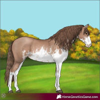 Horse Color:White Spotted Black Pearl Sabino 