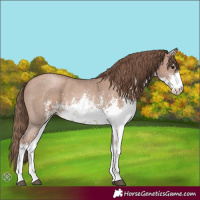 Horse Color:White Spotted Black Pearl Sabino 