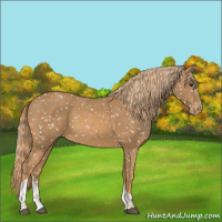 Horse Color:Chestnut Tobiano Appaloosa 