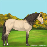Horse Color:Buckskin Roan Dun Splash 