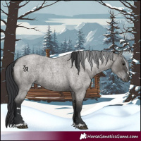 Horse Color:Grullo Roan 