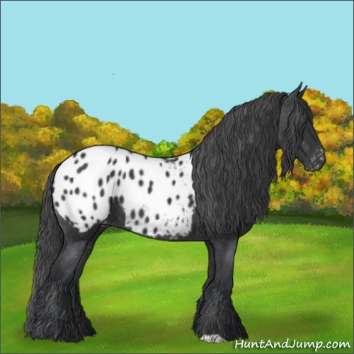 Horse Color:Black Appaloosa 