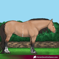 Horse Color:Bay Dun Sabino Rabicano  and Bay Dun Sabino Rabicano 