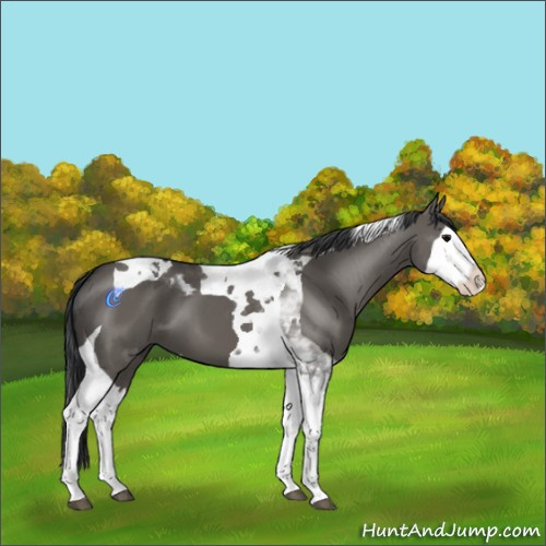 Horse Color:Grullo Splash Tobiano 
