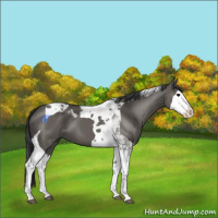 Horse Color:Grullo Splash Tobiano 