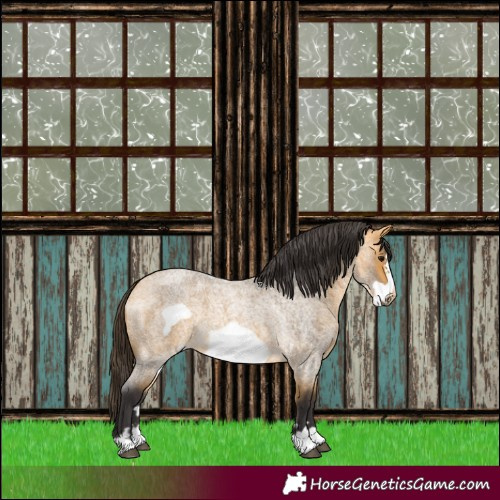 Horse Color:Buckskin Roan Frame 