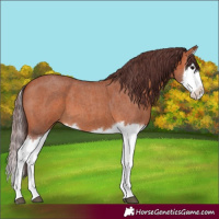Horse Color:Chocolate Bay Roan Splash