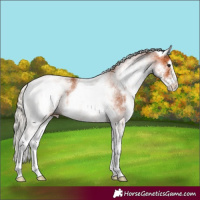 Horse Color:White Spotted Silver Bay 