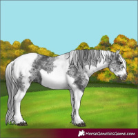 Horse Color:White Spotted Black Splash Tobiano Frame Appaloosa 