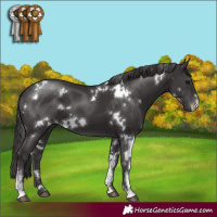 Horse Color:White Spotted Smoky Black Sabino 